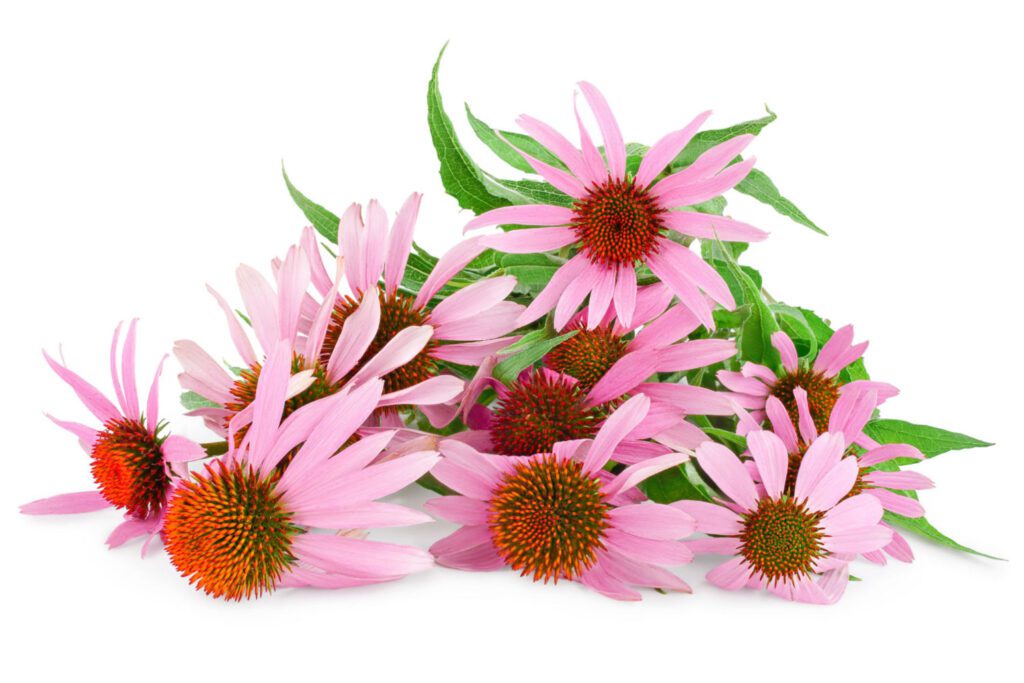 echinacea: an herb for immune system support