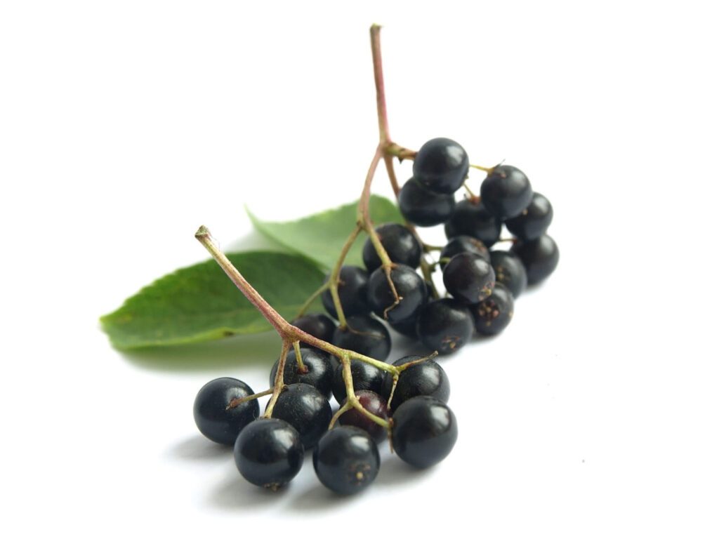 black elderberry: an herb for immune system support