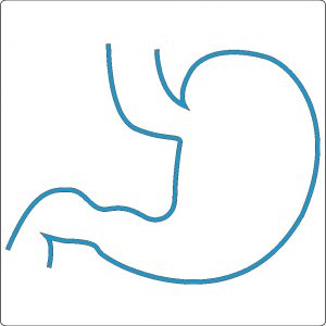 Simple blue line drawing of stomach shape for Why KI? - part 3 (ki for stomach and prostate)
