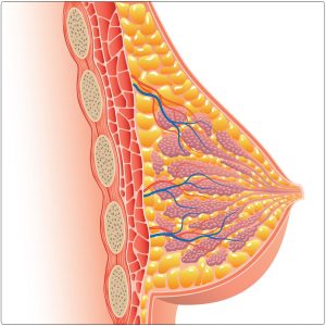 2D side view of breasts or mammary glands, chest plate and ribs for Why KI? - Part 2 ki