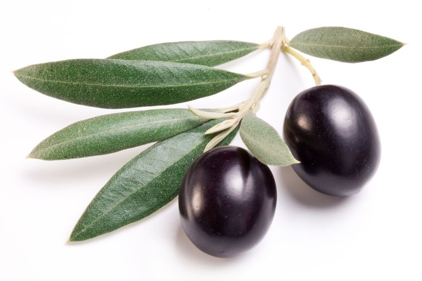 olive with olive leafs on a stem: an herb for immune system support