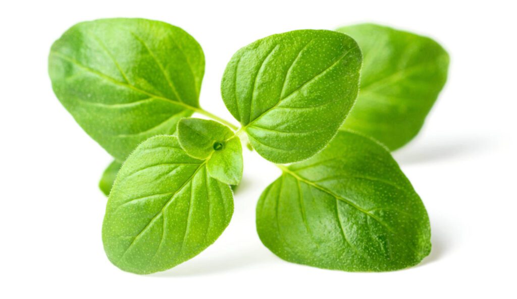 oregano: an herb for immune system support