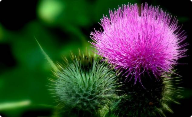 Milk Thistle Flowers - A Bright Purple Spikey Flow and a Green Spikey Flower