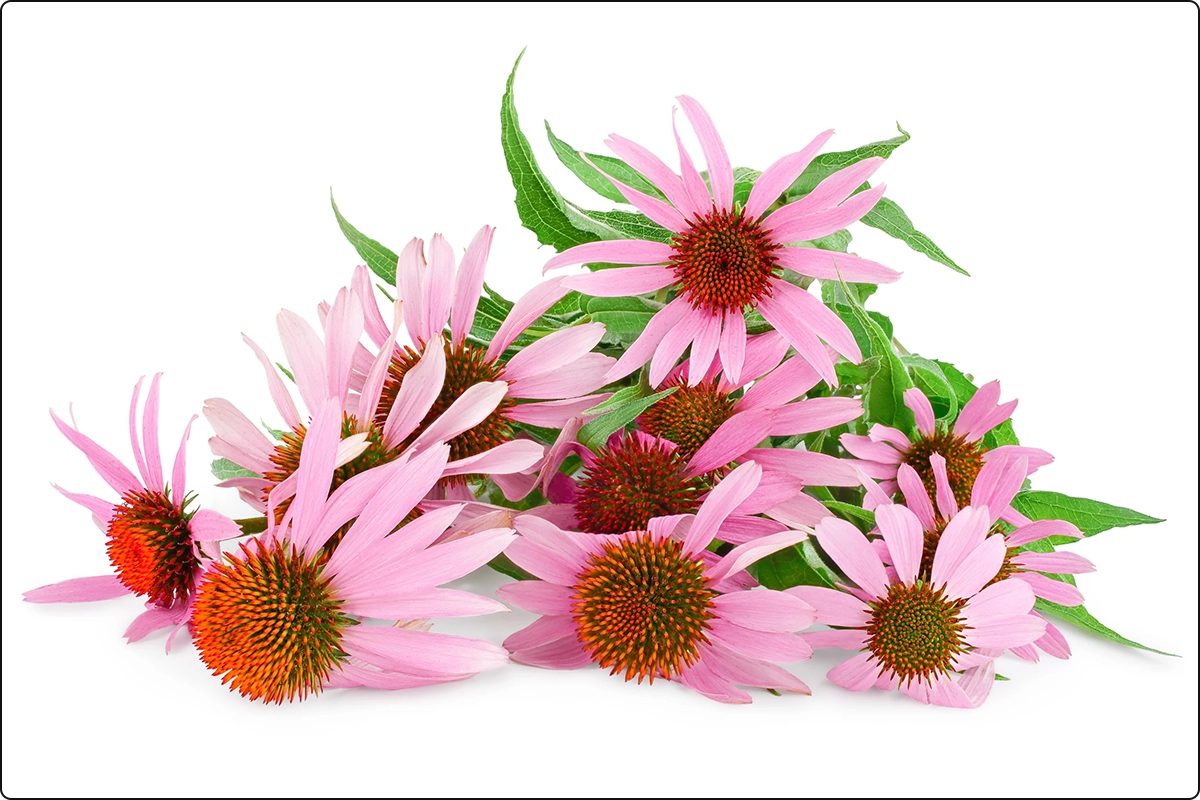 echinacea plant flowers with pink pedals orange center green leaves on white background