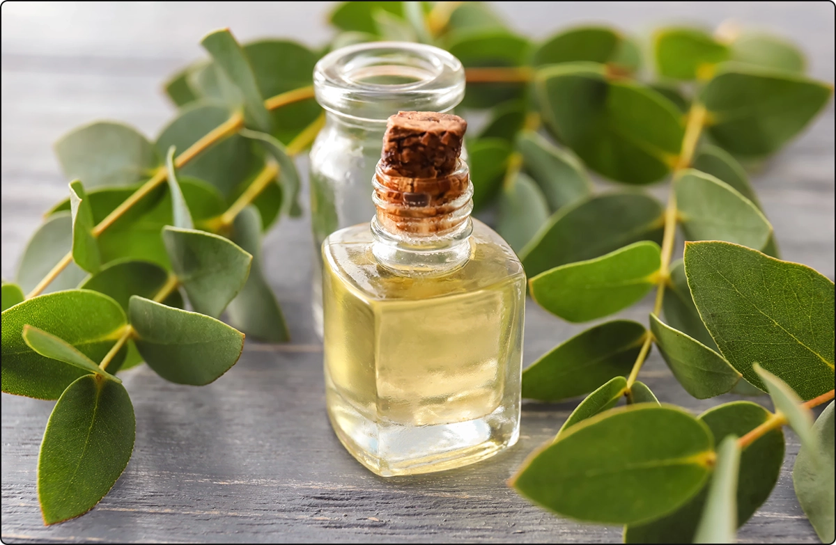 eucalyptus leaves on charcoal colored table with bottle of eucalyptus oil, this supports respiratory health