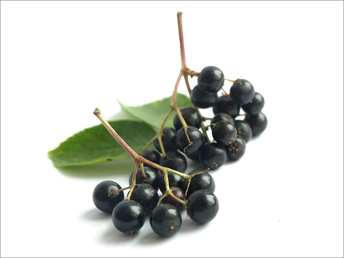 european black elderberry bunches with leaves on white background