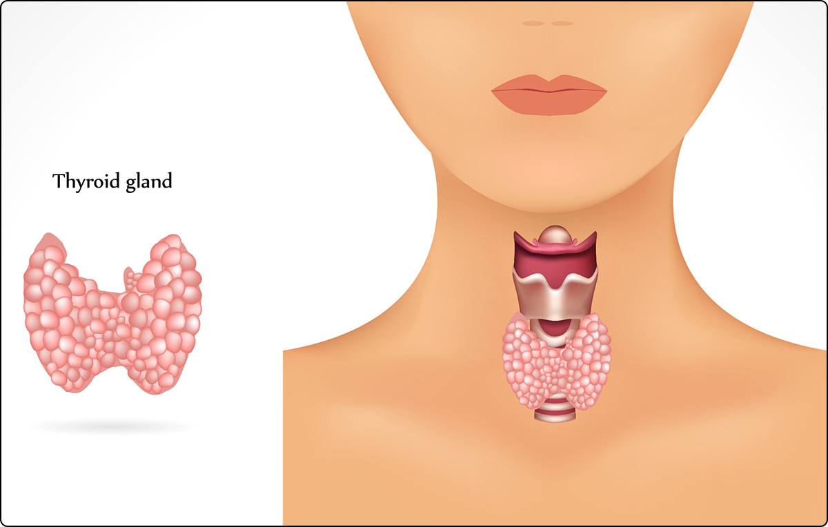 graphic of thyroid gland