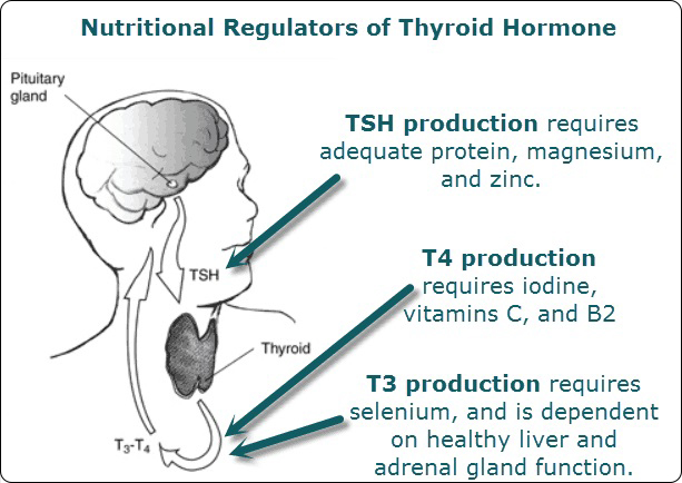 nutritional regulation of thyroid hormones