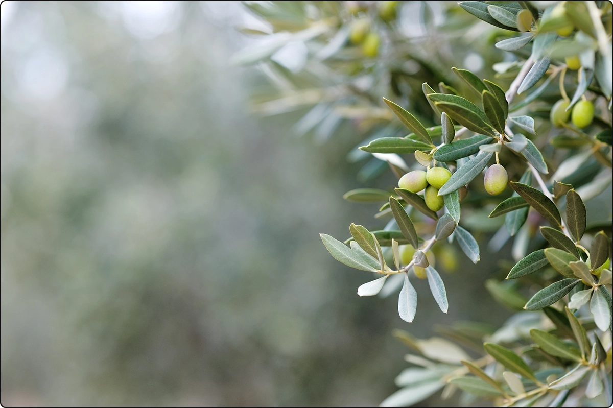 olive bunch on tree in focus olive trees blurred in background, olive leaf extract supports respiratory health