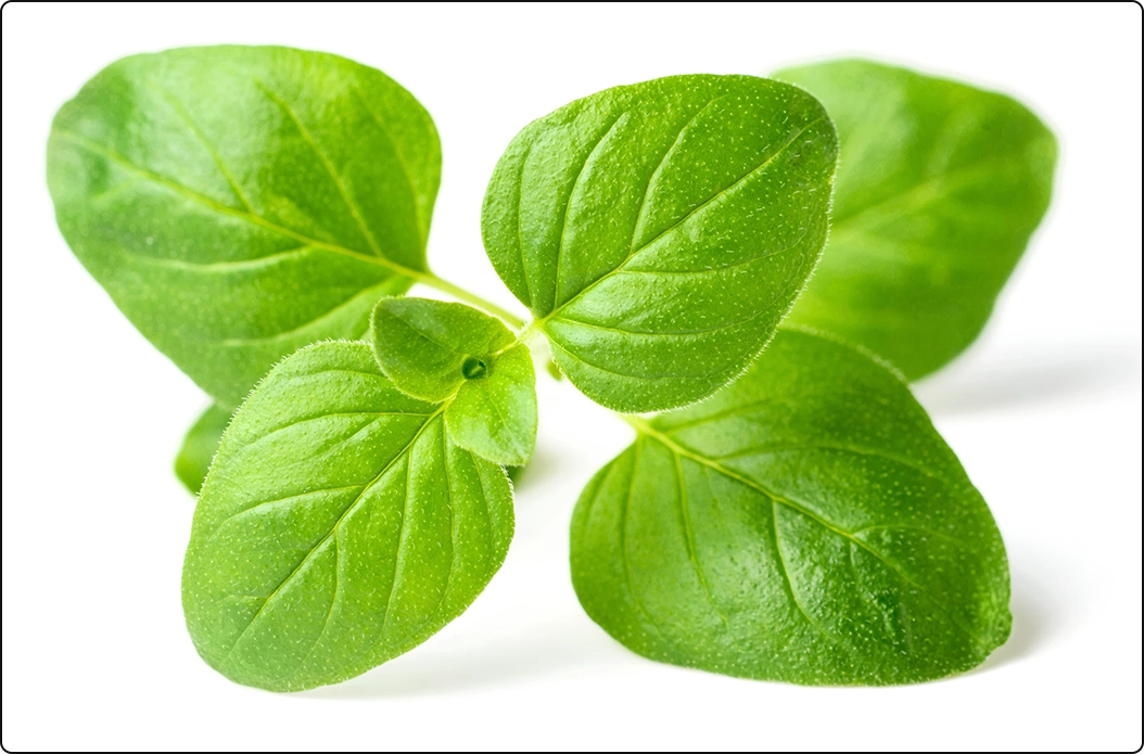 oregano leaves with stem on white background, compounds in oregano supports respiratory health