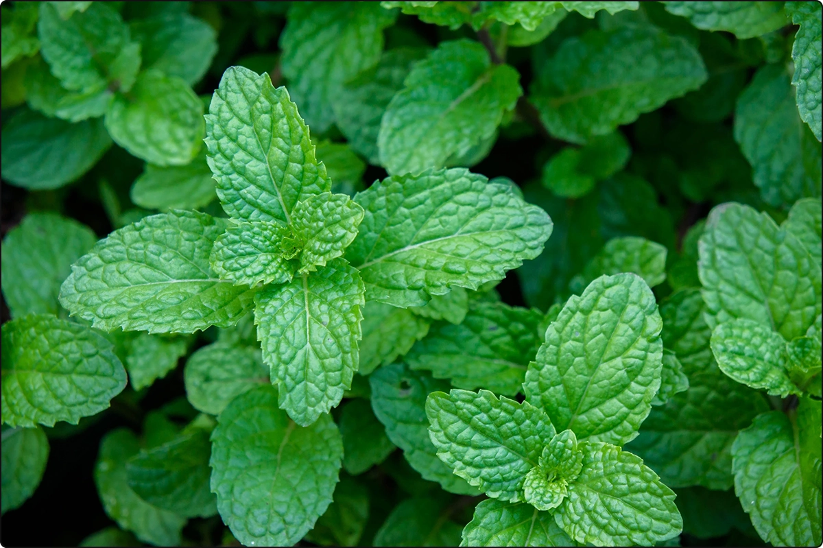 overhead close view of lush green peppermint plants and leaves, peppermint supports respiratory health