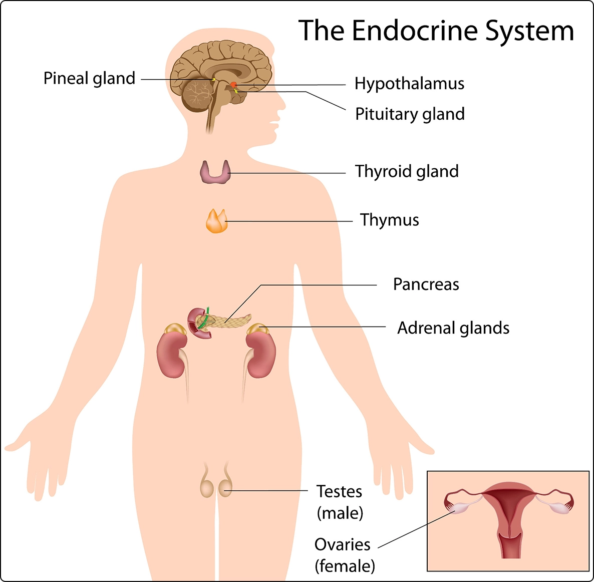 the endocrine system which supports metabolism