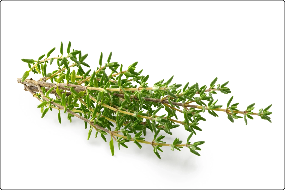 thyme bunch on white surface, thyme supports respiratory health