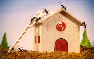 9 ants complete building wooden house with zen haus logo (other supplements and iodine pills blog)
