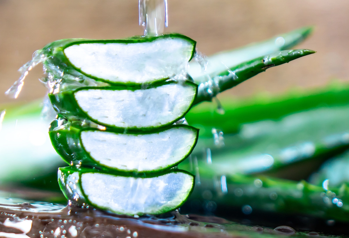 Four Aloe Vera Slices Stacked with Water Pouring Over (Skin Care Blog)