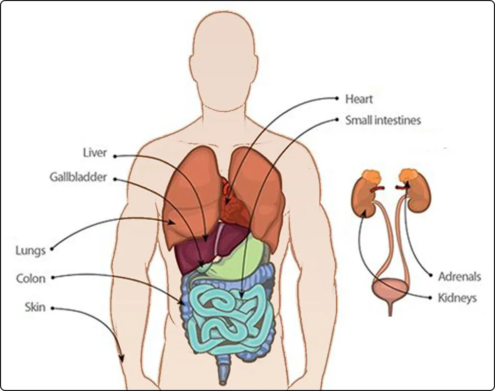 detox pathways simple anatomy color drawing liver gallbladder lungs colon skin heart intestines adrenals kidneys