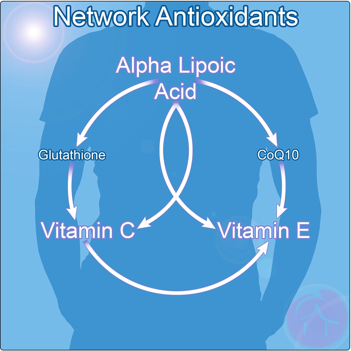 network antioxidants diagram zen haus blog