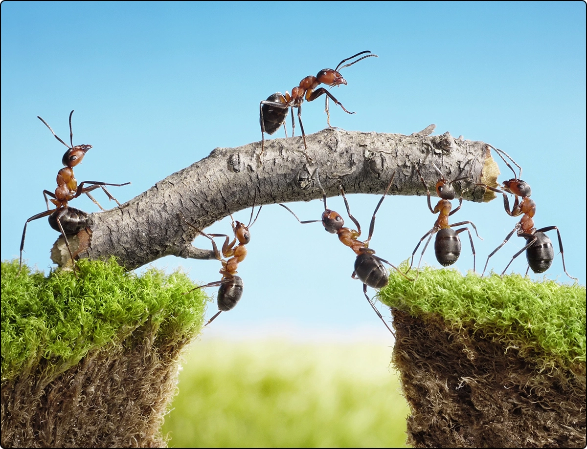 six ants building carrying twig across a gap in the grass (other supplements blog)