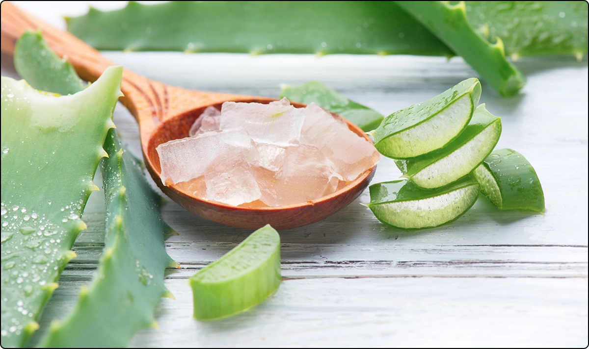 wet cut aloe vera stems, slices and chunks with wooden spoon on wooden table