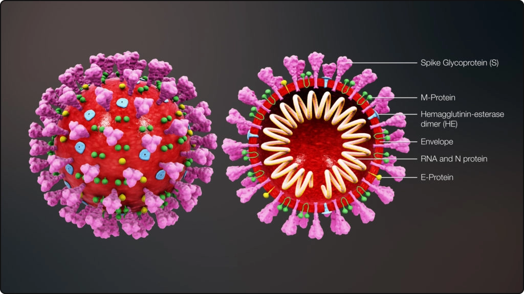 3D medical animation coronavirus structure covid
