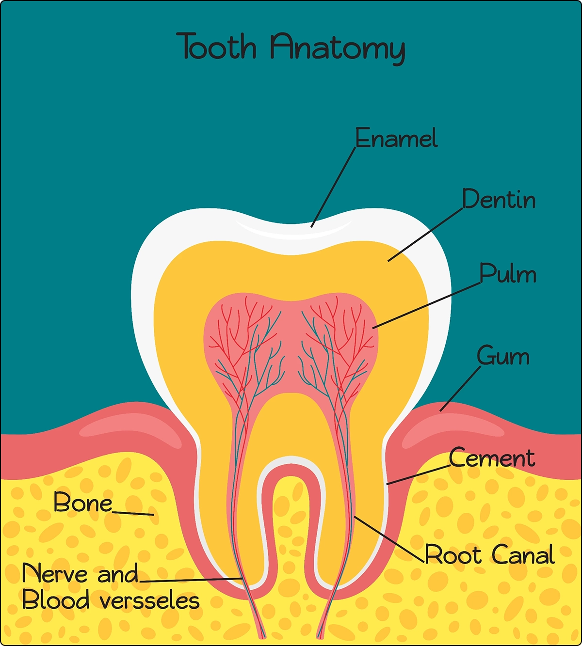 tooth anatomy vitamin d vitamin a in adk support strong teeth