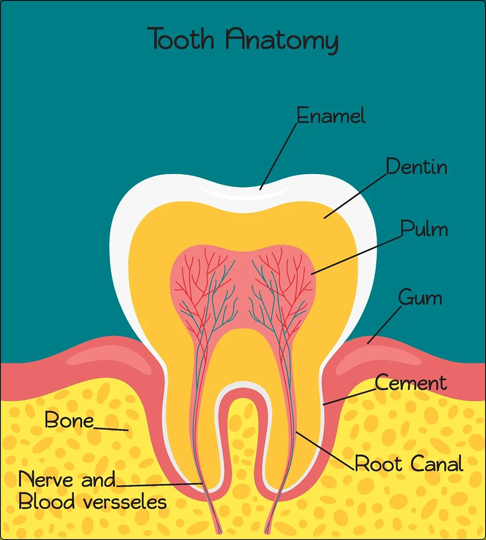 tooth anatomy vitamin d vitamin a in adk support strong teeth